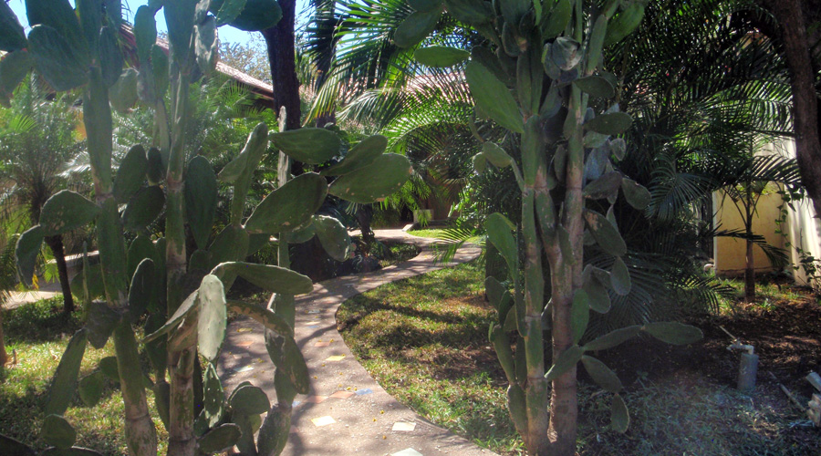 Le jardin tropical peupl de grand cactus