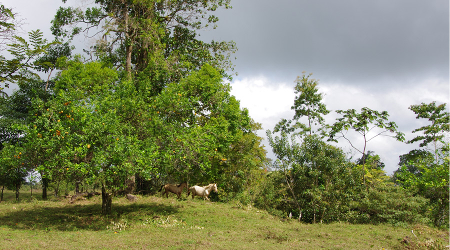 Vergers d'orangers, centre de la finca, Upala, Alajuela, Costa Rica
