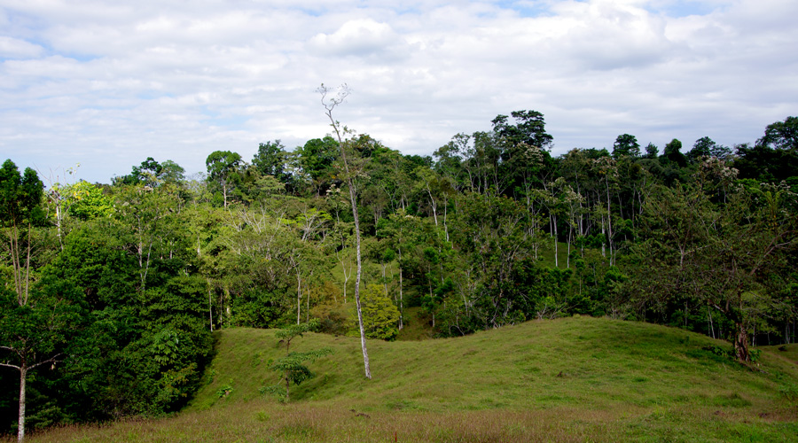 Autre vue de la finca, Bijagua, Province d'Alajuela, Costa Rica - Vue 4