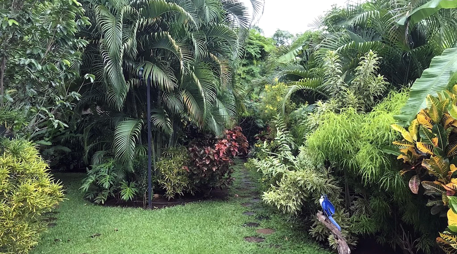 Costa Rica - Guanacaste - Playas del Coco et Hermosa - Casa Orchide - Le magnifique jardin - Vue 2