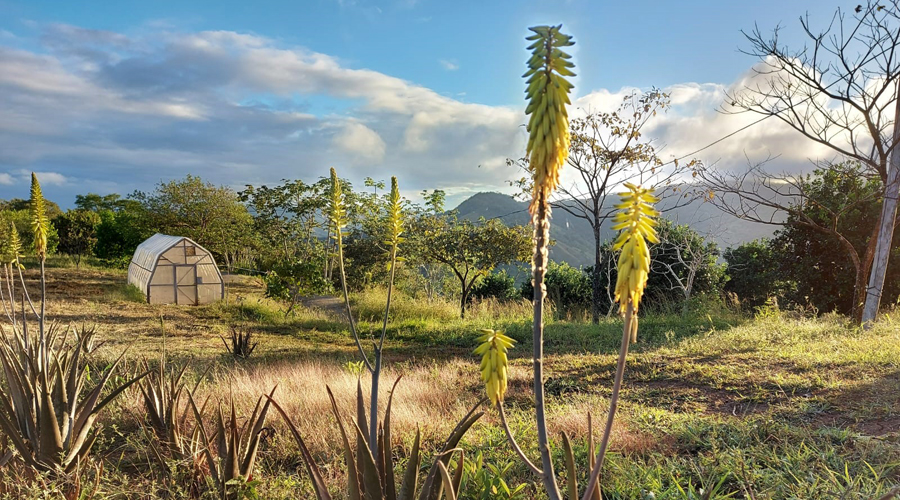 Costa Rica - Guanacaste - Proprit 7 hectares et 2 maisons - Le terrain - Vue 5