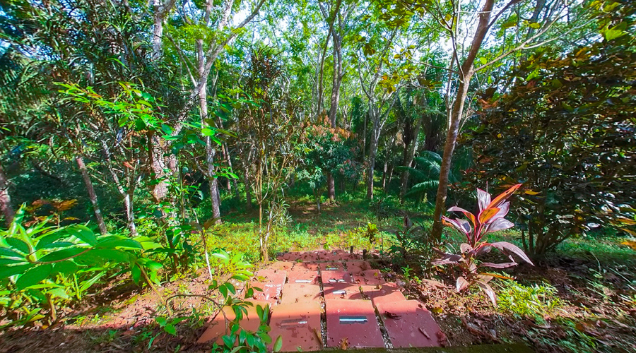 Costa Rica, Guanacaste, San Juanillo, Casa Privada - Le dbut du jardin