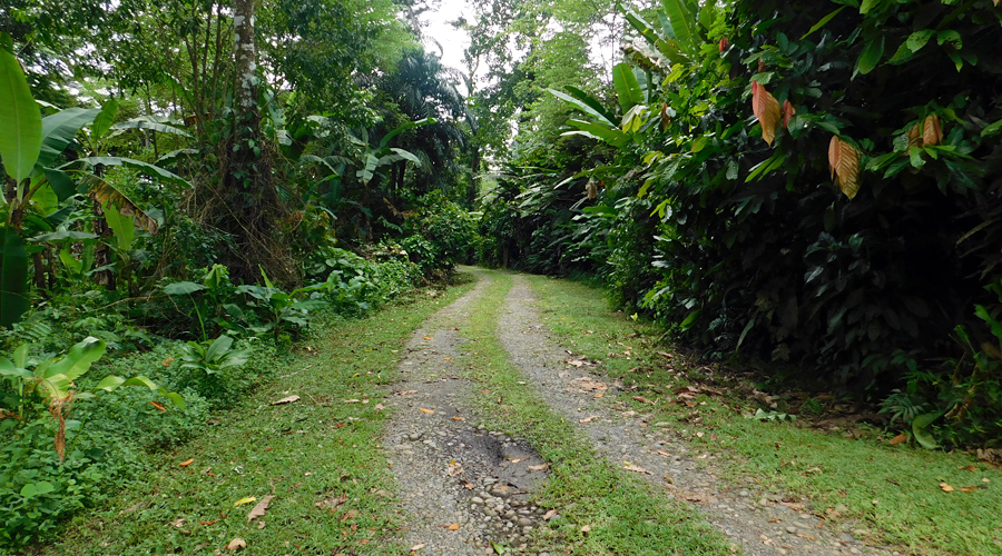 Costa Rica - Cahuita - Caro Lote - Le chemin d'accs au terrain