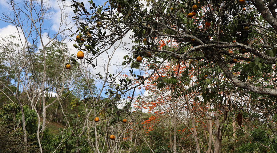Costa Rica, Province de San Jose, San Isidro del General - Finquita de las Naranjas - Orangers 3
