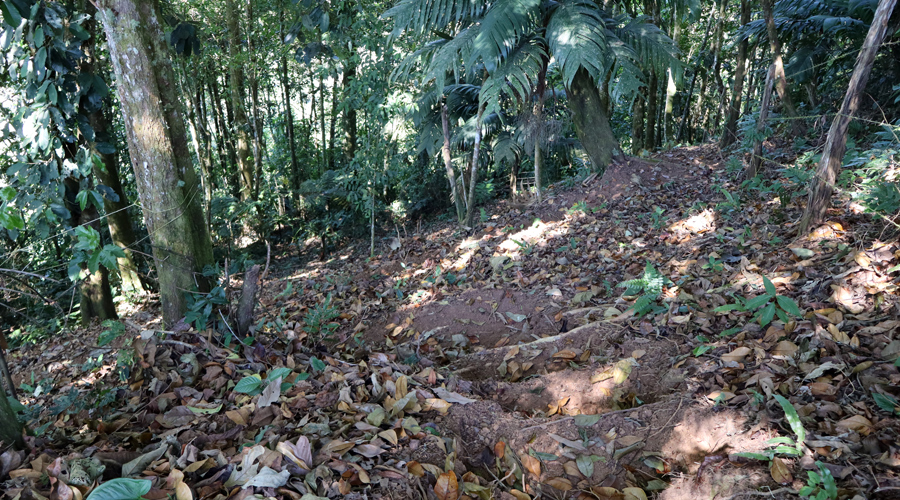 Costa Rica, Province de San Jose, San Isidro de El General, Chalet Refuge - Une partie du bosquet