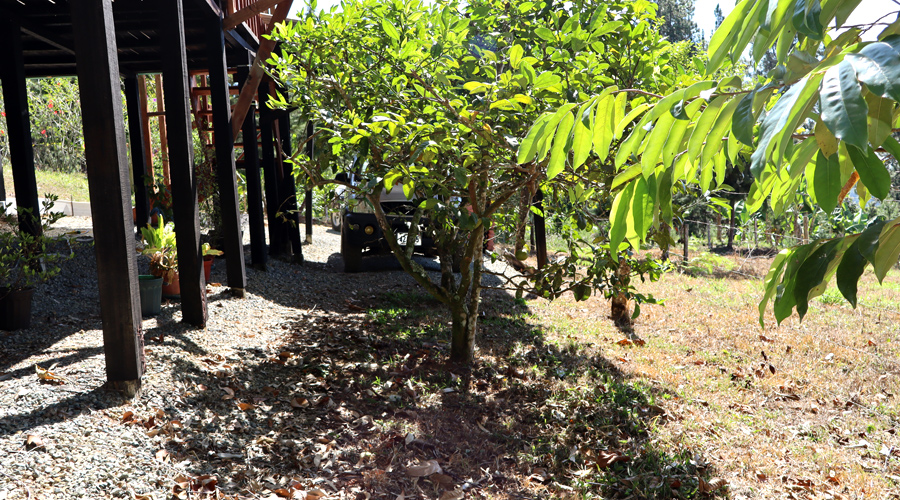Costa Rica, Province de San Jose, San Isidro de El General, Chalet Refuge - Jardin potager