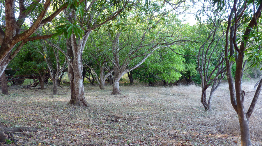 Autre vue des manguiers de la Plantation