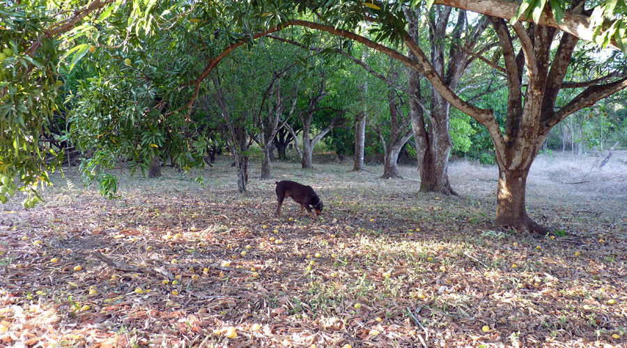 Le sol est couvert de mangues que le chien semble beaucoup apprcier
