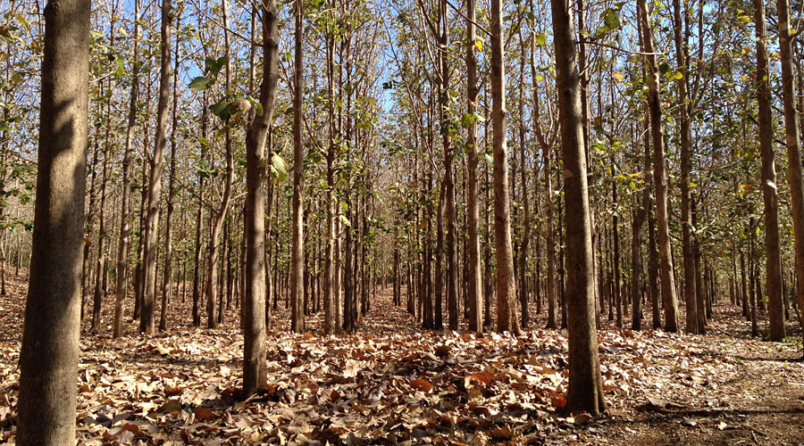 2 hectares de la finca sont rservs  la culture du teck, 2.000 arbres environ