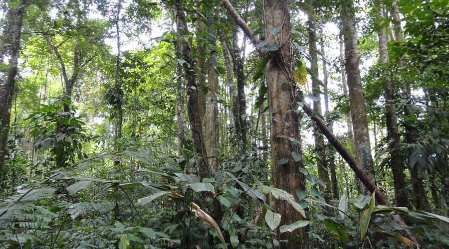 Finca biologique, Limon, Costa Rica, dtail du bosquet de 11 hectares