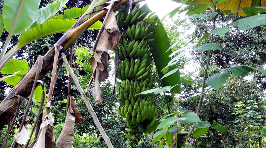 Finca biologique, Limon, Costa Rica, rgime de bananes BIO