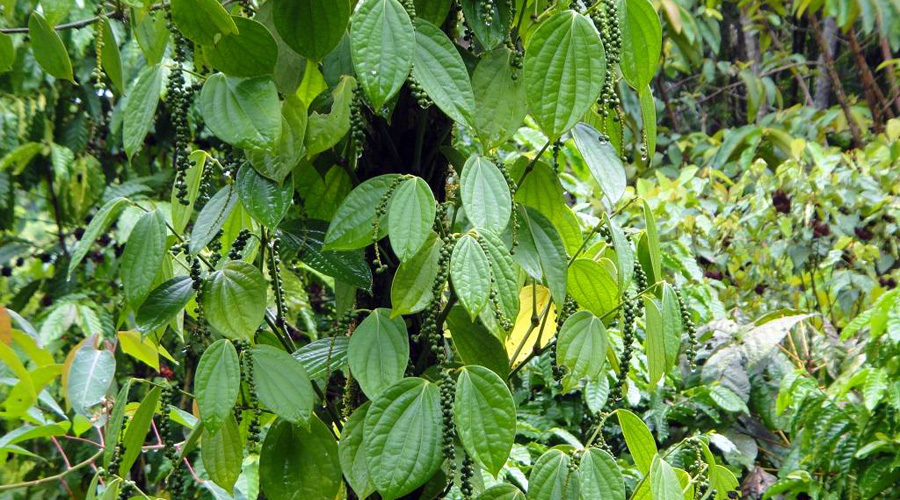 Ferme organique, Province de Limon, Costa Rica, Caf ?