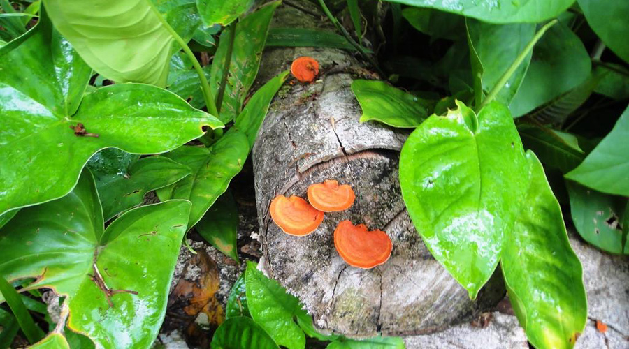 Ferme organique, Province de Limon, Costa Rica, champignons
