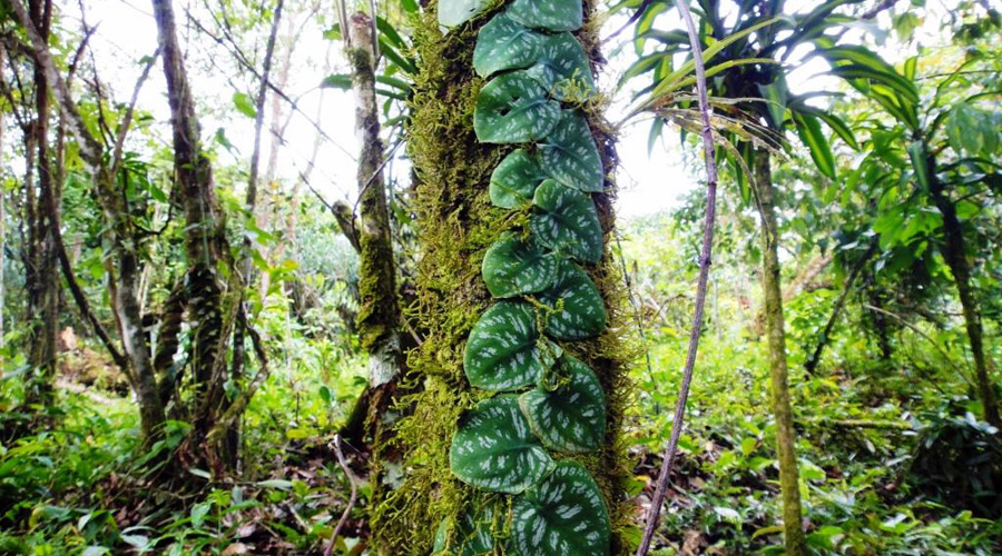 Ferme organique, Province de Limon, Costa Rica, une parmi des centaines de plantes mdicinales