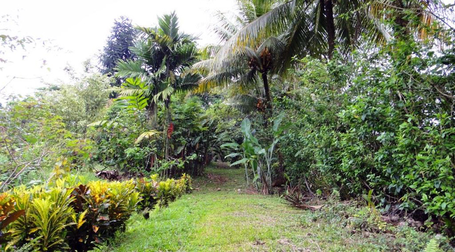 Ferme organique, Province de Limon, Costa Rica, sentier de randonne