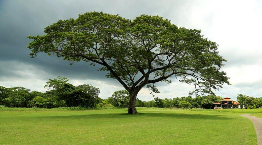 L'un des superbes arbres visibles de la maison