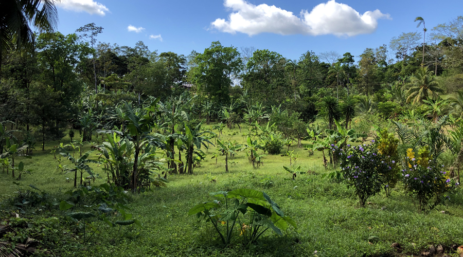 Costa Rica - Bijagua - Finca La Cabaña - Une des bananeraies