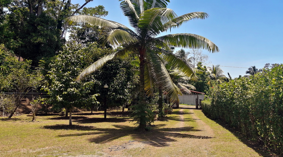 Costa Rica - Cte Carabe - Casa Tipica - Terrain - Vue 2