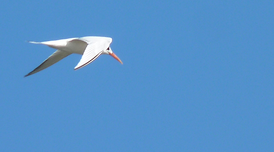 Une frgate qui survole la plage de Tamarindo