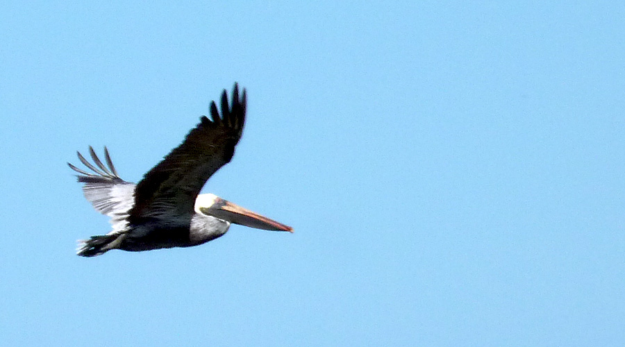 Un plican qui survole la plage de Tamarindo