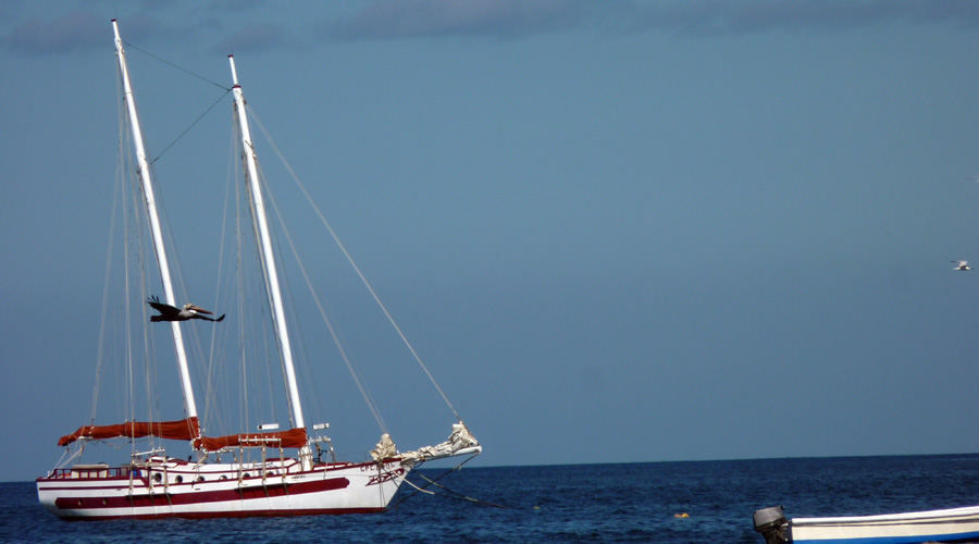 Plican et golette  Tamarindo