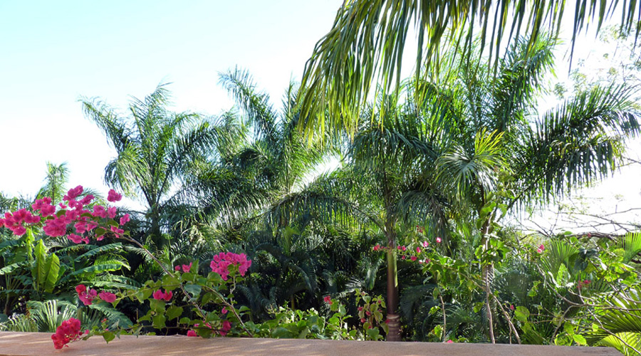 Vue sur le jardin tropical du haut de la terrasse de la chambre principale